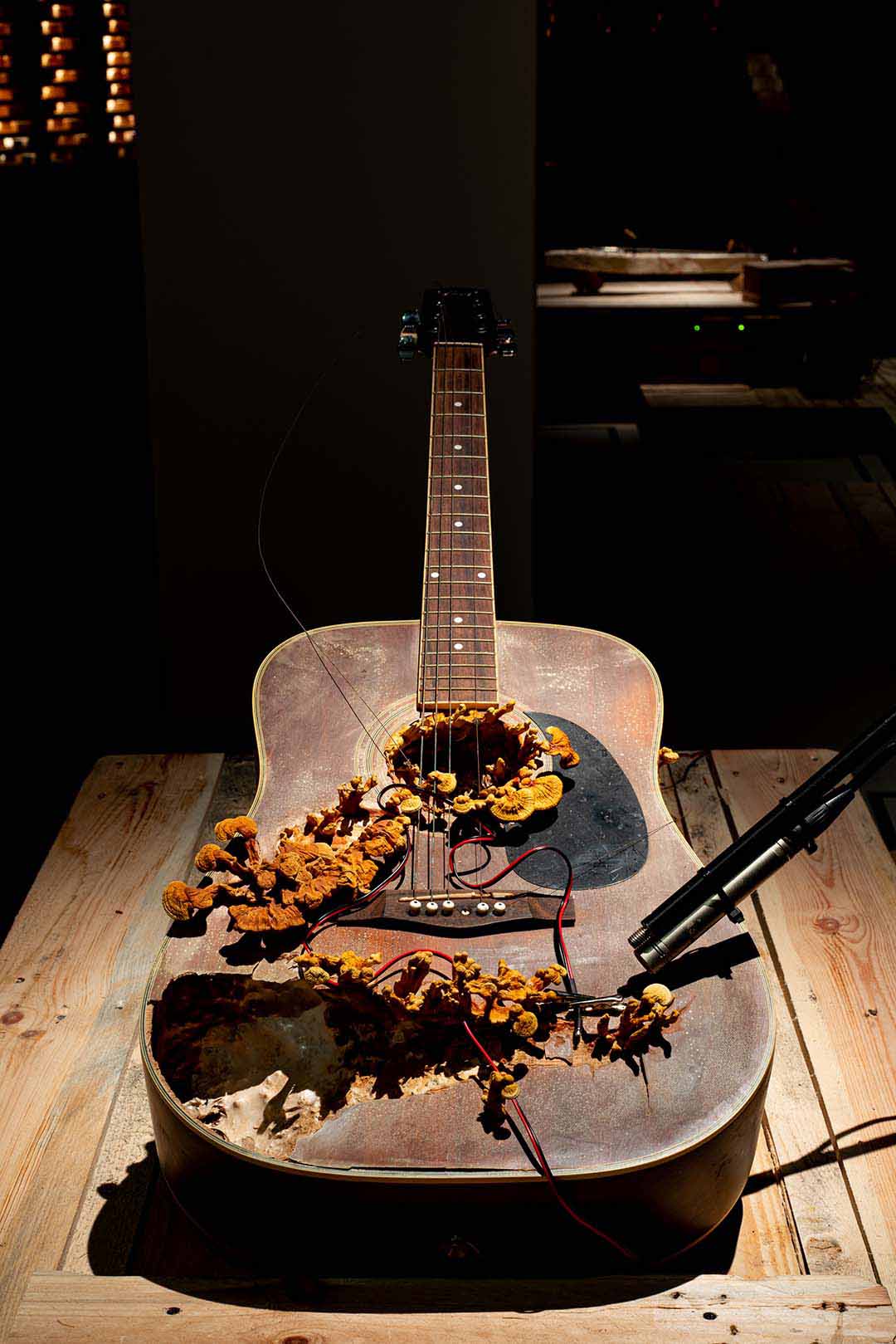 Fungi growing out of a guitar at REFUSE.